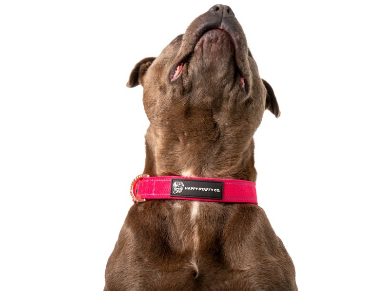 Durable Staffy Collar image 5