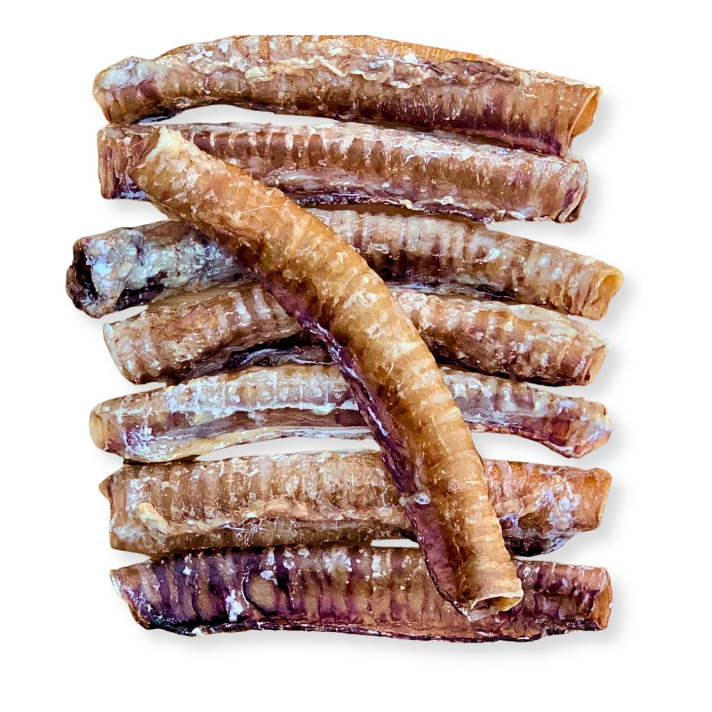 Goat Trachea