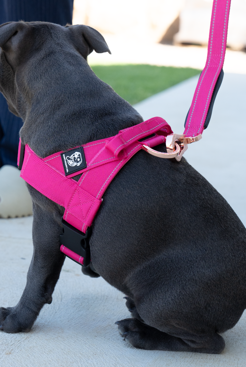 Staffy Harness image 3