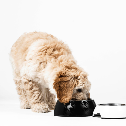 Houdztooth Puppy Probiotic