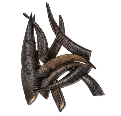 Goat Horn with Marrow image 0