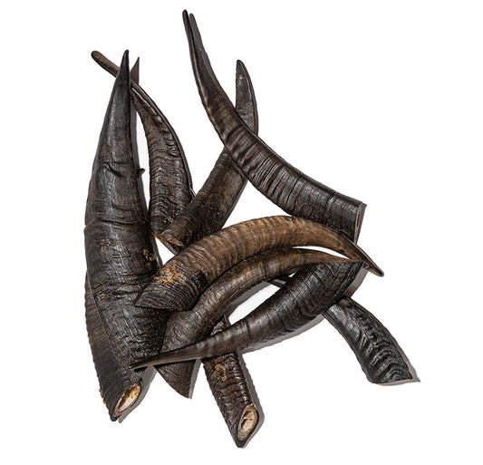 Goat Horn with Marrow image 0