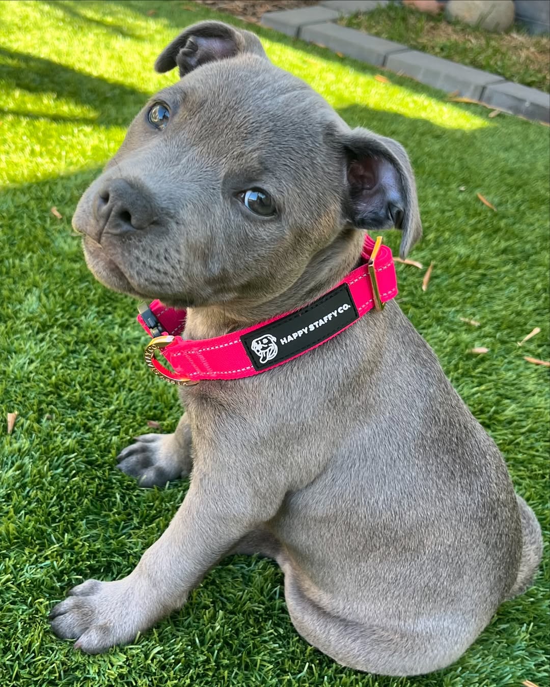 Durable Staffy Collar image 1