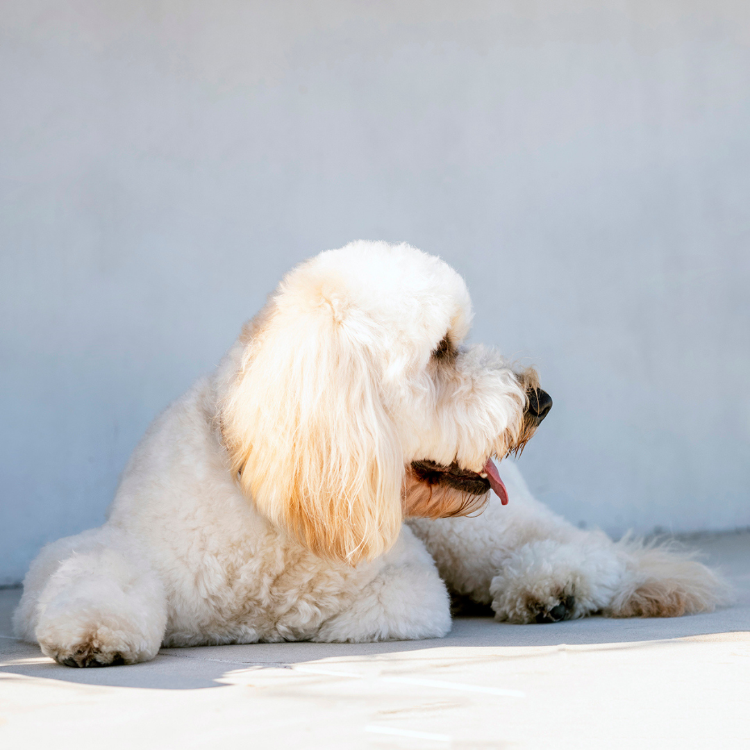 Houndztooth Breath & Oral Health