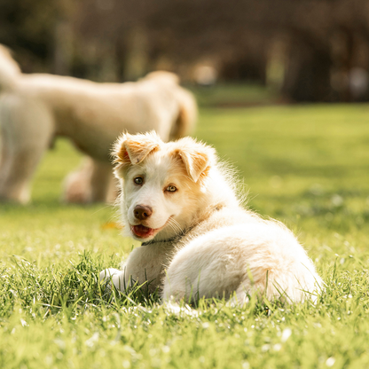 Houdztooth Puppy Probiotic