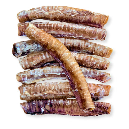 Goat Trachea