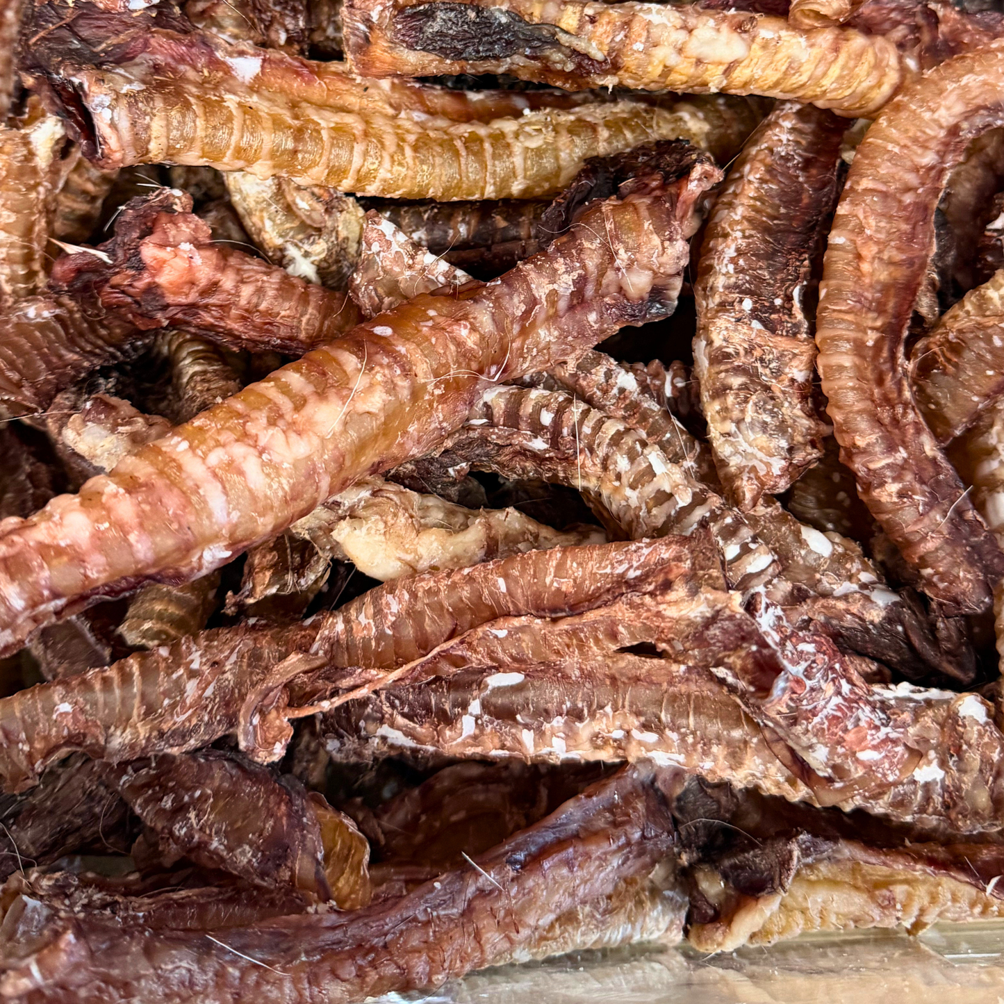 Goat Trachea