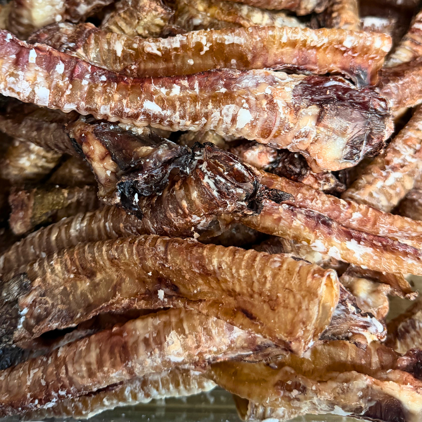 Lamb Trachea