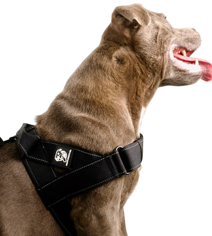Staffy Harness image 1