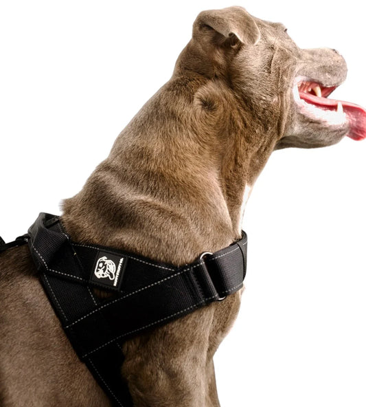 Staffy Harness image 1