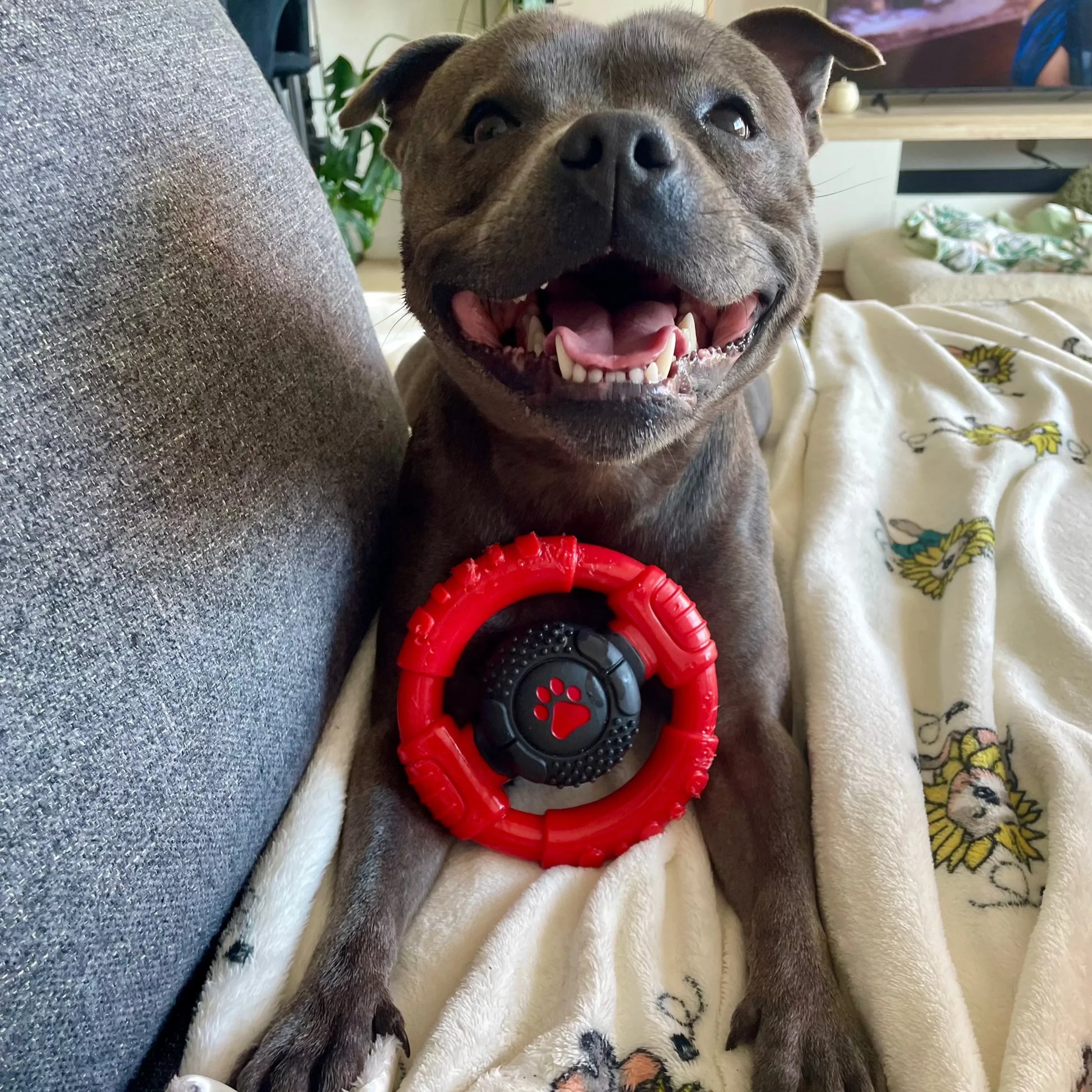 Power Chew Wheel image 1
