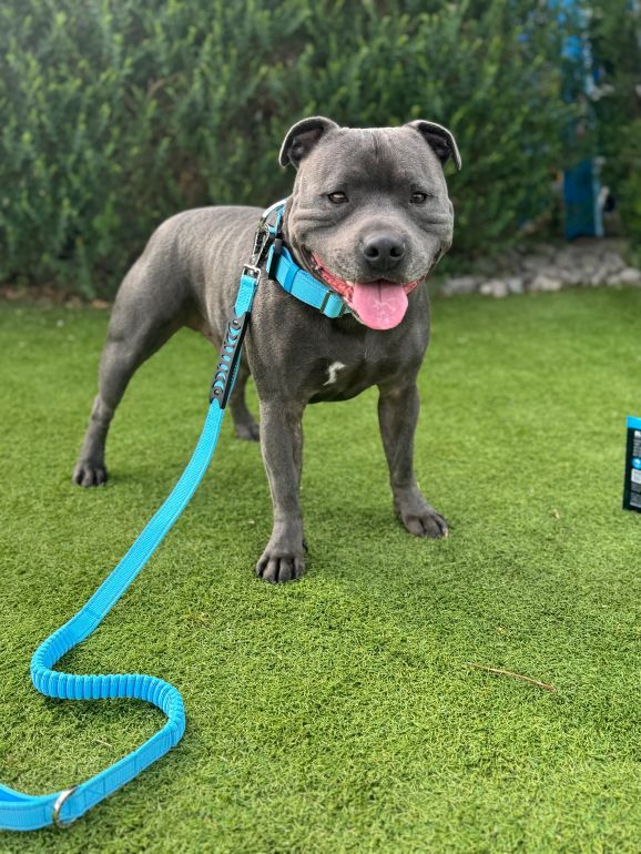 Anti Shock Bungee Leash image 1